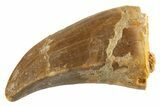 Fossil Mosasaur (Mosasaurus) Tooth - Morocco #332944-1